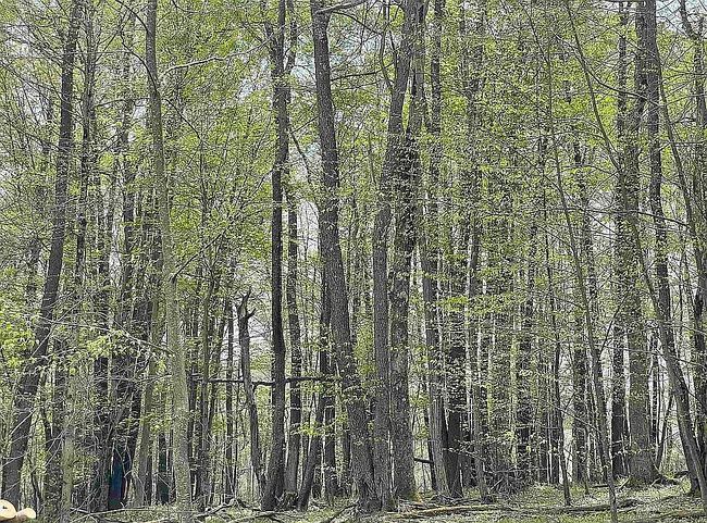 Image of 19 Hemlock Ridge Rd