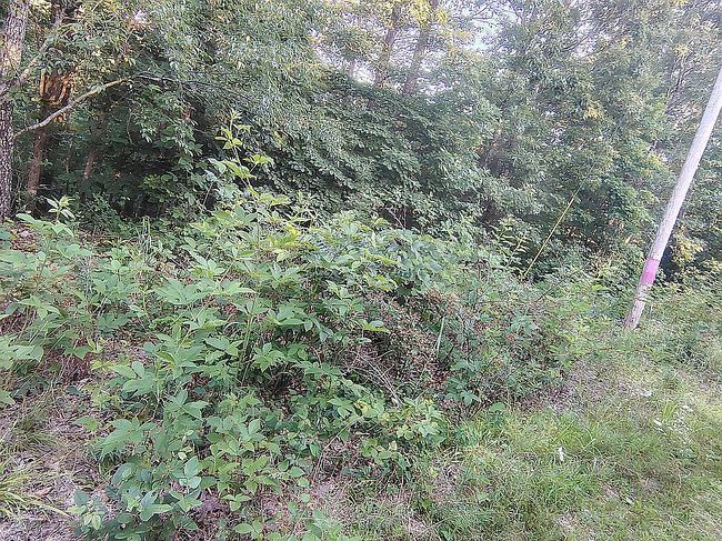 Photo of 1389 Peaceful Ln #5, Yellville, AR