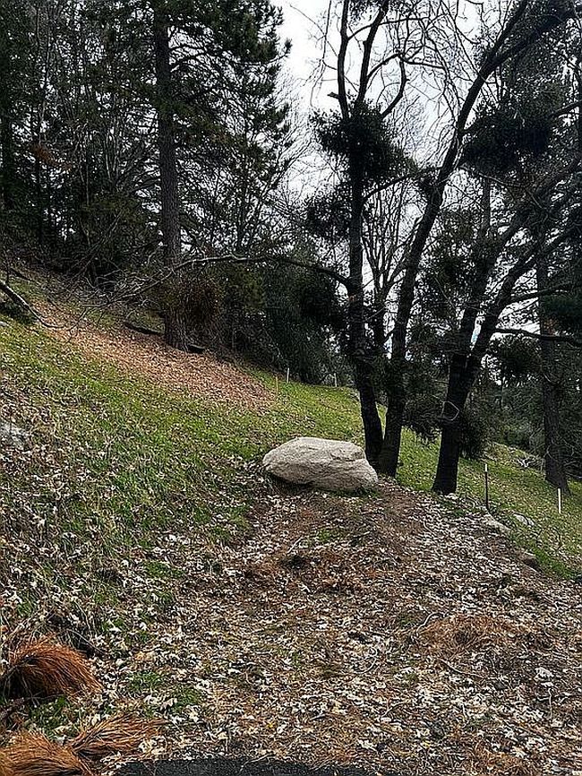 Image of Pine Trail Strawberry Ldg