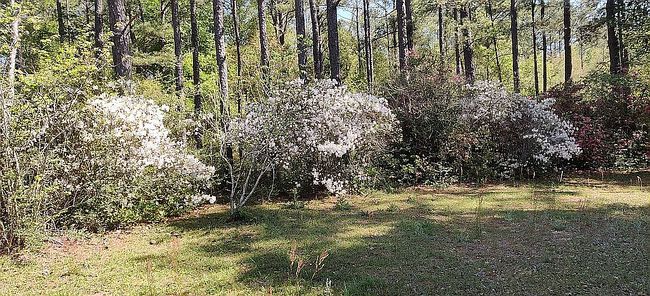 Photo of 1107 County Road 109, Daleville, AL