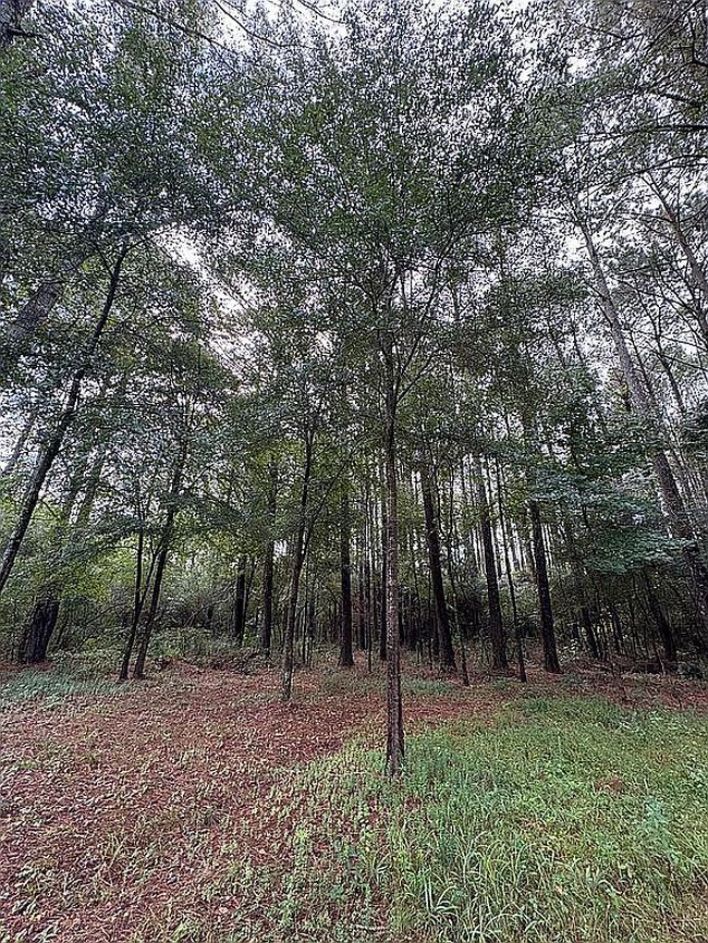 Photo of 6060 Highway 13, Morton, MS