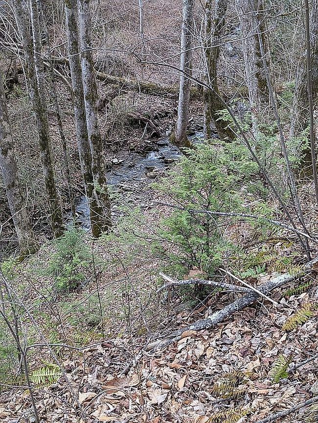 Image of 296 Bee Branch Rd