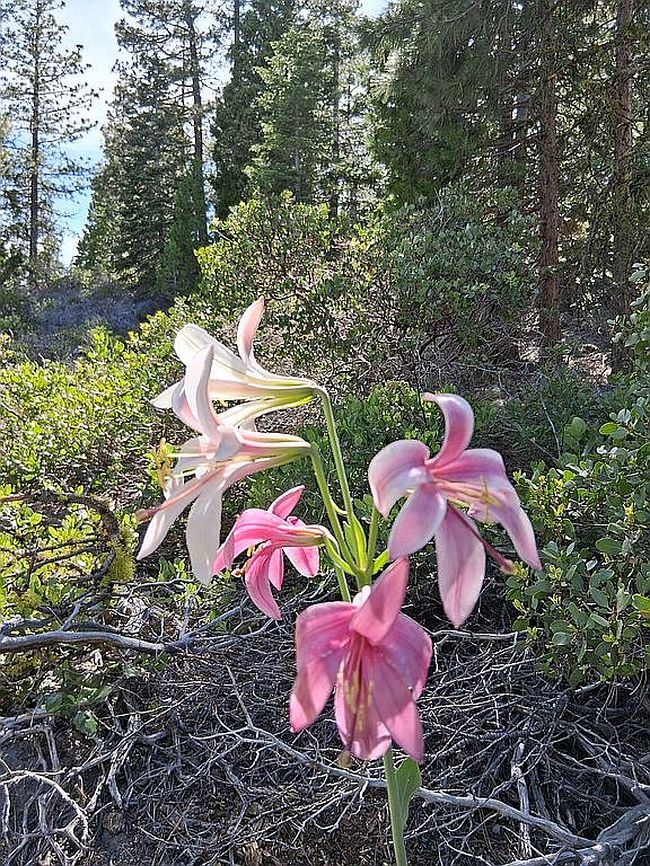 Photo of 13937 Sparrow Dr, Bonanza, OR