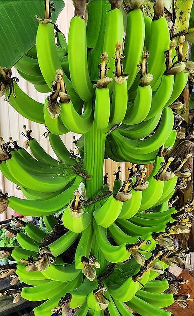 1226 Macaw Ave, Lake Placid, FL