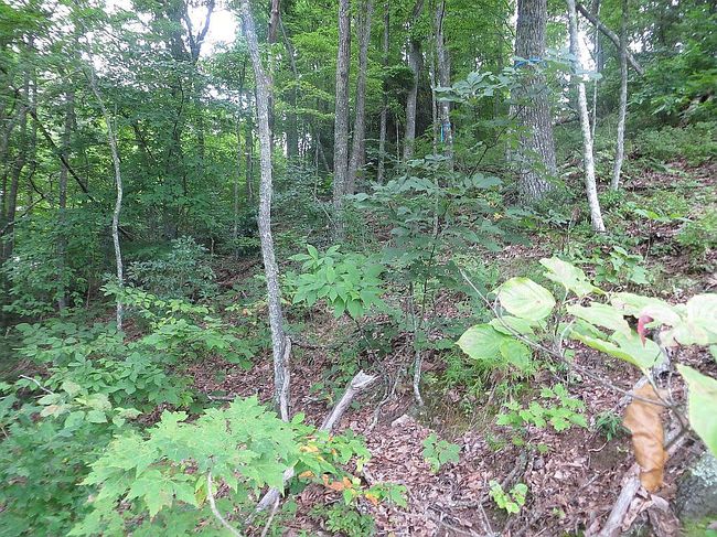 Image of Lot-15B Cold Branch Dr
