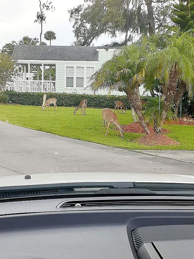 Photo of 2650 Holiday Trl #67, Kissimmee, FL