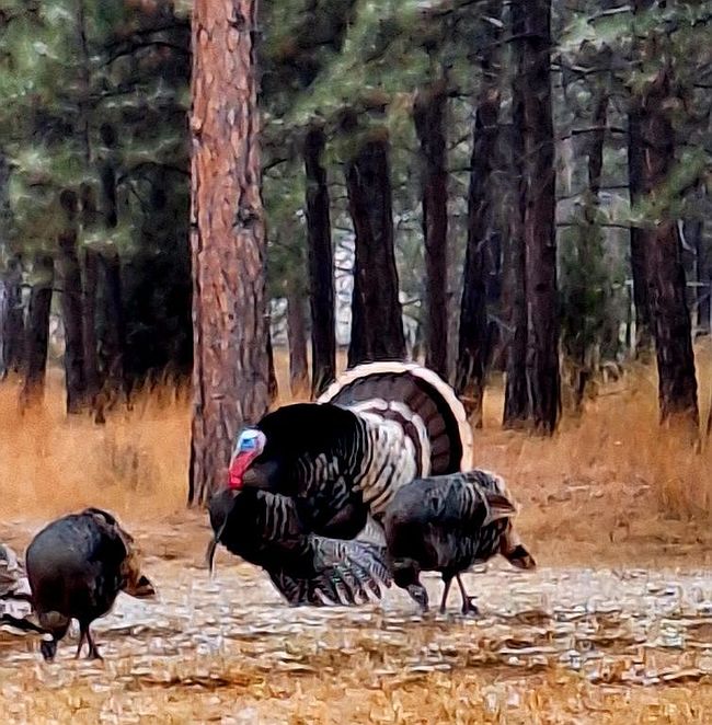 Photo of 10 Pine Tree Rd, Newcastle, WY