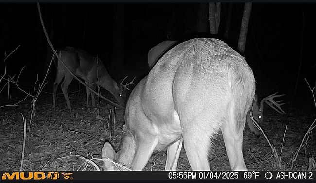 Image of 121 Lr #33