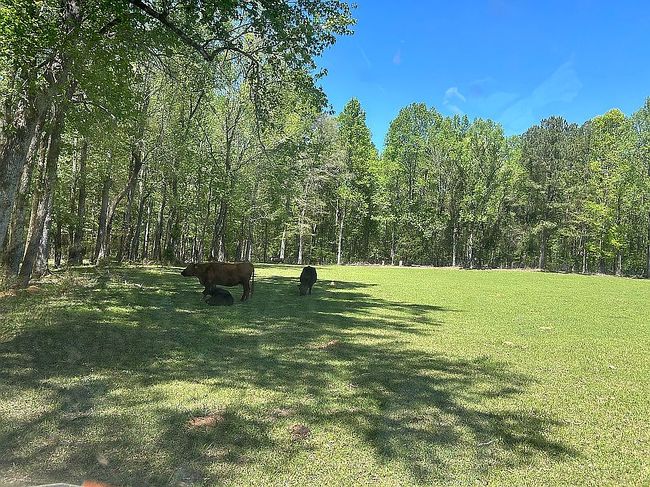 Image of 186 Beech Springs Rd