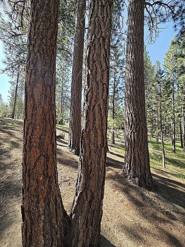 Photo of 2022 Lasso Ct, La Pine, OR