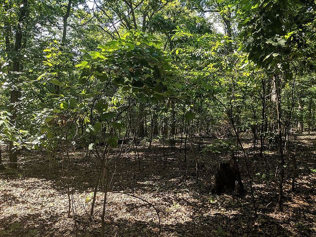 Image of Cherokee Pl