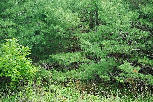 Image of 65Xx Locust Rd