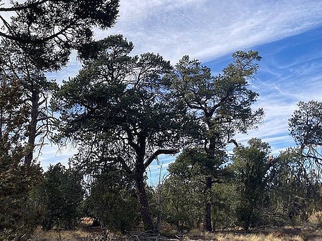 Photo of 91 Ranch Rd #78-8145, Concho, AZ
