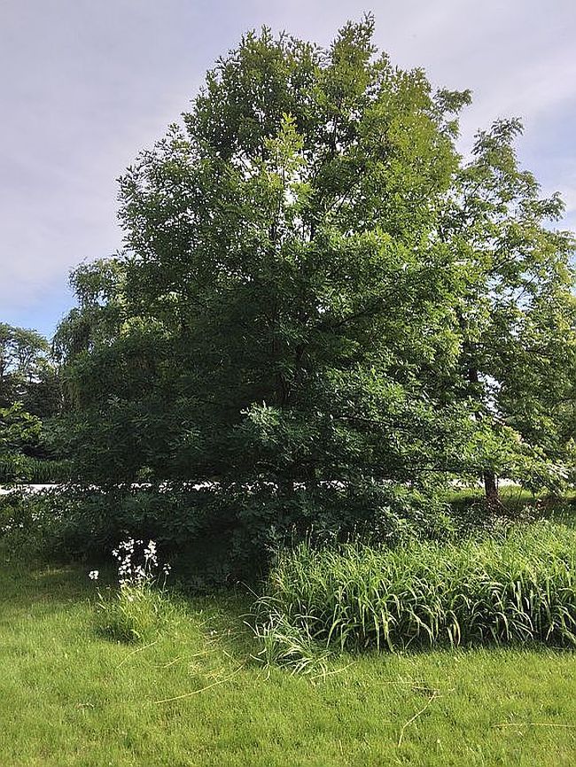 Photo of 6131 S Peck Ave, La Grange Highlands, IL