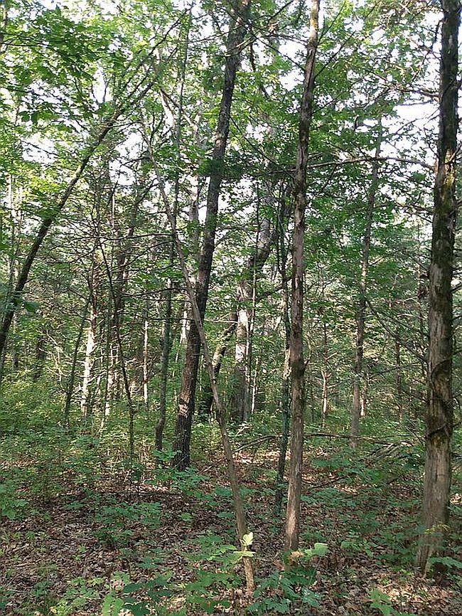 Image of 2946 State Road F Lot 3