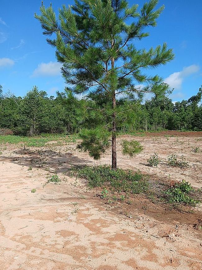 Photo of 2935 Highway 90, Cottondale, FL