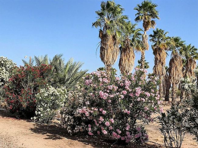 Photo of 39740 E Ohio Ave, Tacna, AZ