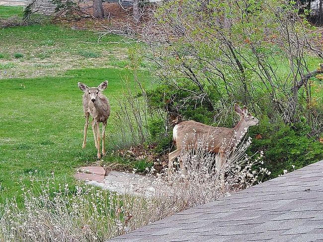 Photo of 1732 S Taft Hill Rd, Fort Collins, CO
