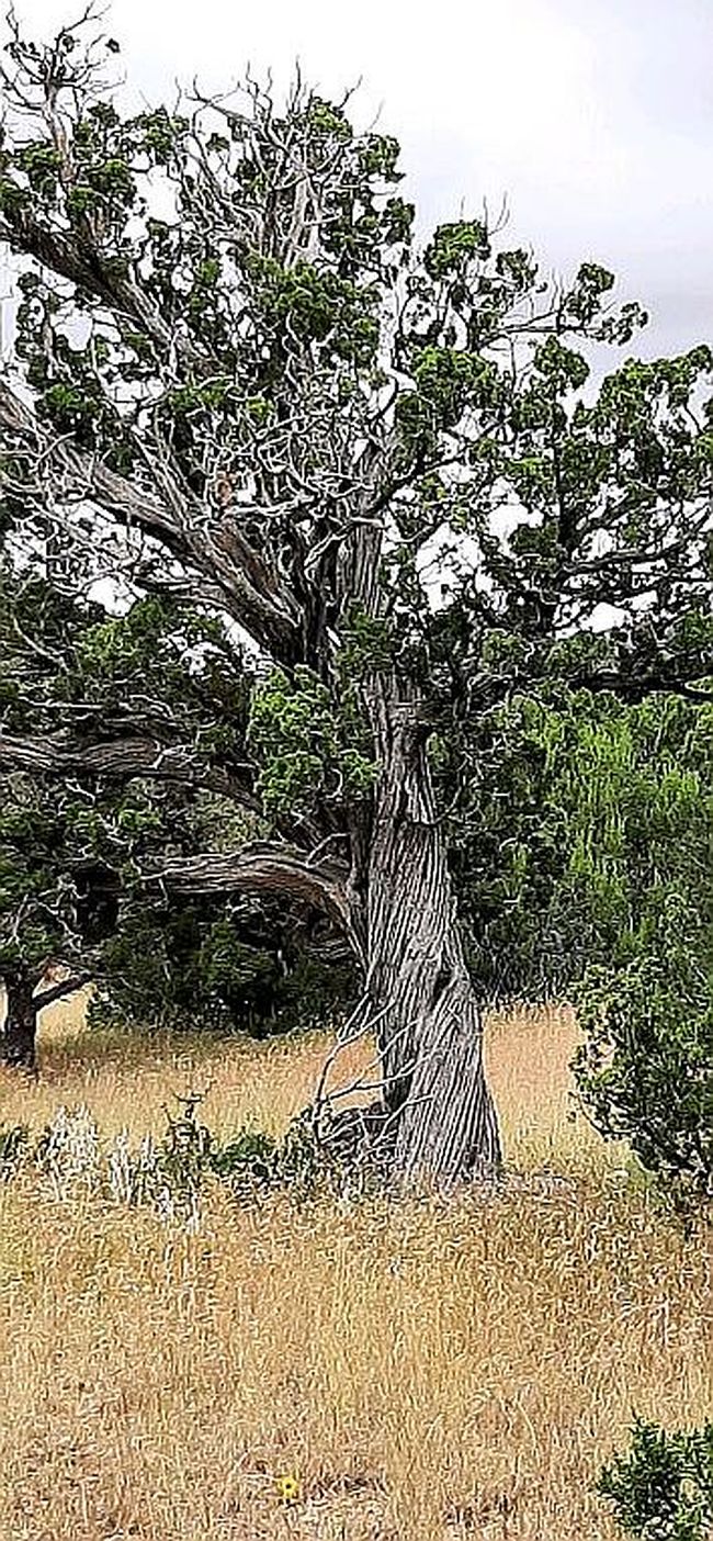 Photo of 206 Vera Cruz Rd, Capitan, NM