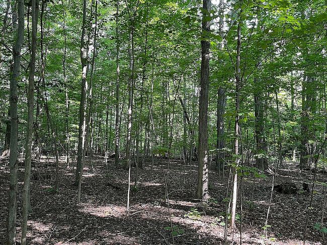 Image of 12157 Girdled Rd