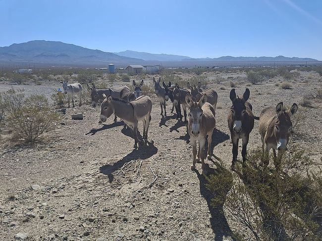 Photo of 6360 Park Retiro, Pahrump, NV