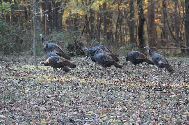 Photo of 1669 Weeks Rd, Hermann, MO
