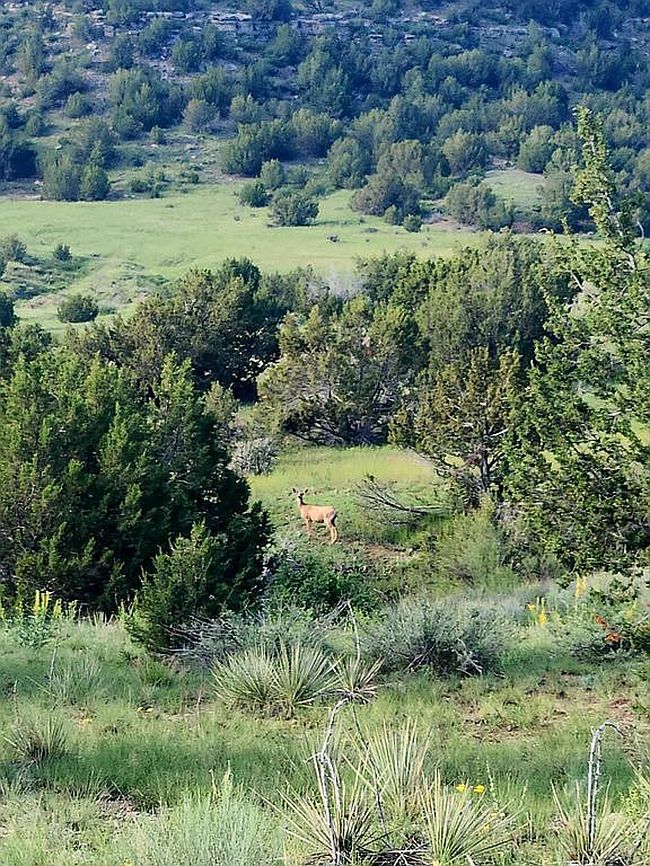 7480 Red Creek Springs Rd, Pueblo, CO