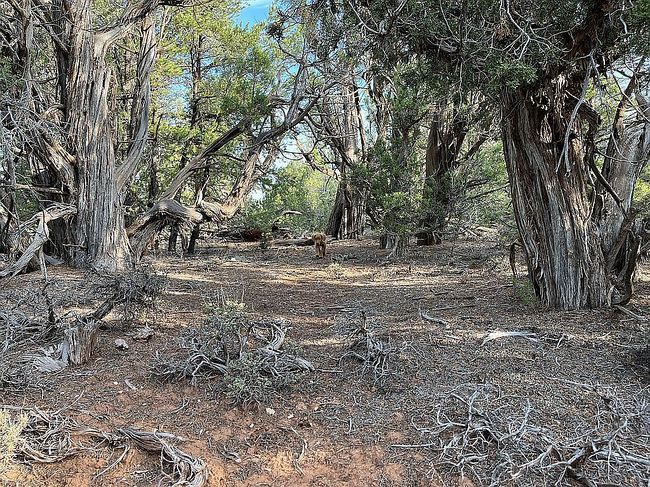 Photo of 0 Road 342, Monticello, UT