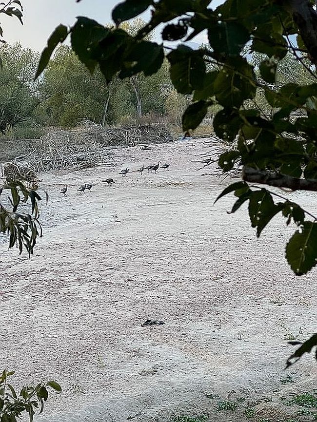 Image of 13520 Old Pueblo Rd