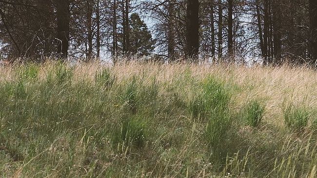 Image of 0 Blue Deer Ranch Rd Lot 14