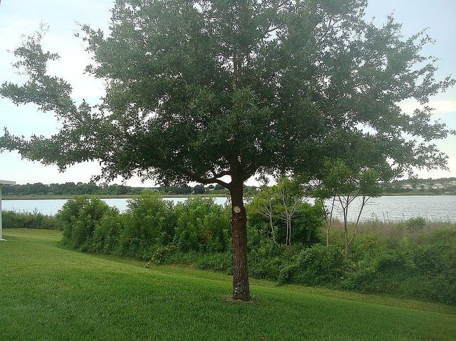 Image of 1517 Lake Villa Dr
