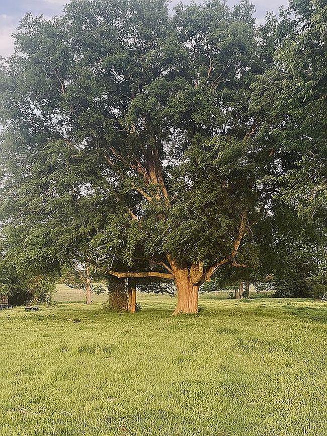 Photo of 0 County Road 2403, Winnsboro, TX