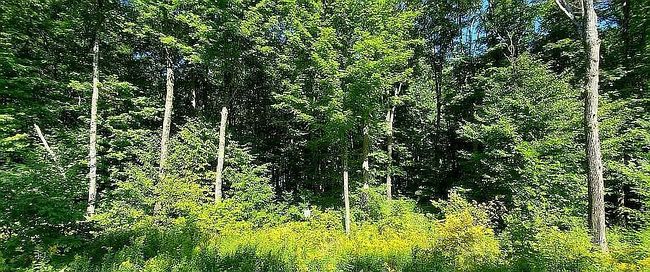 Photo of Smokey Lake Rd Lot 16, Iron River, MI