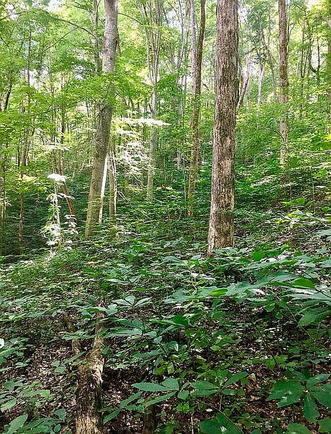 Image of 5435 Rockwell Hollow Rd
