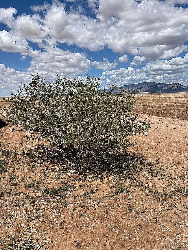 Image of 41 Pino Rd