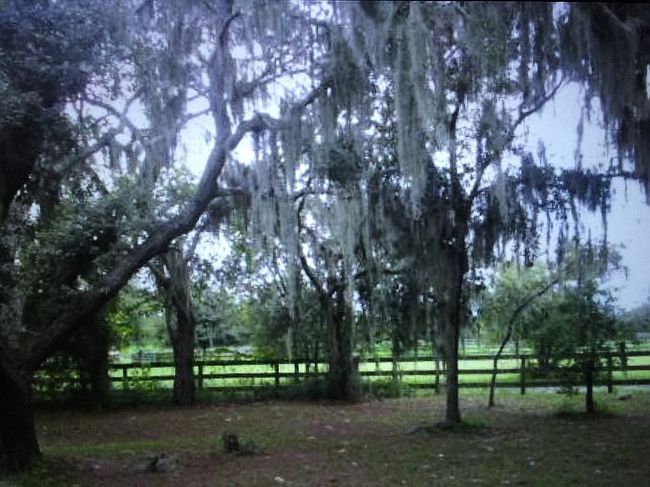 Photo of 23655 Jennings Rd, Myakka City, FL