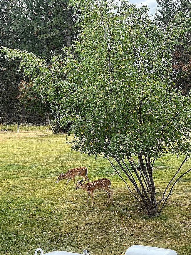 Photo of 49414 Cabbage School Rd, Pendleton, OR