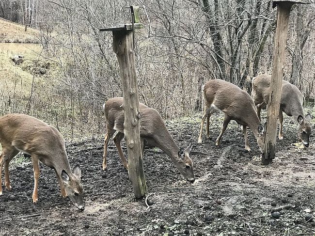 Image of 900 Rabbit Jarrell Hollow Rd