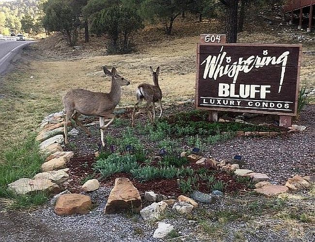 Image of 604 White Mountain Dr Unit 204