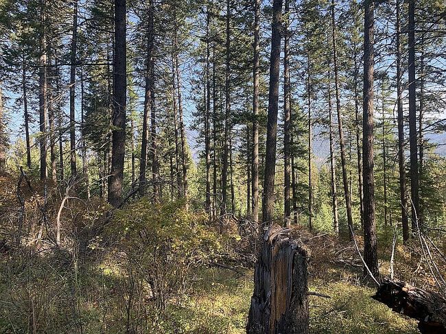 Photo of 13 Little Bear Rd, Trout Creek, MT