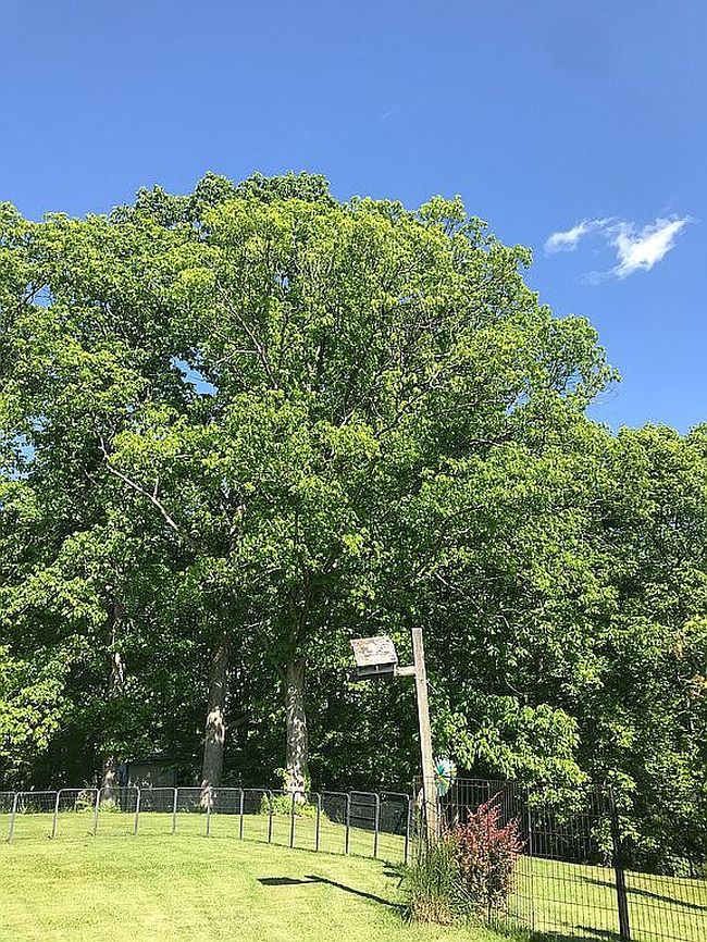 Image of 301 Dogwood Dr