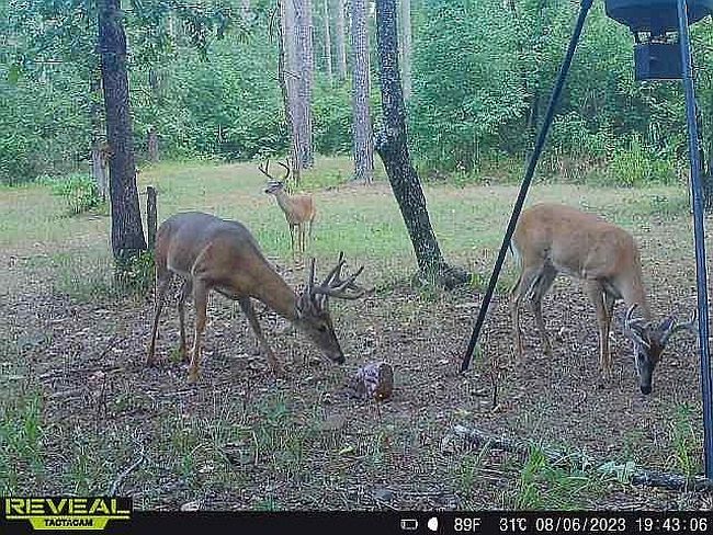 Photo of 487 Shouse Ford Rd, Amity, AR