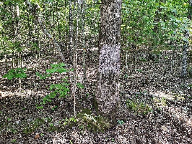 Photo of Capps Ln, Peel, AR