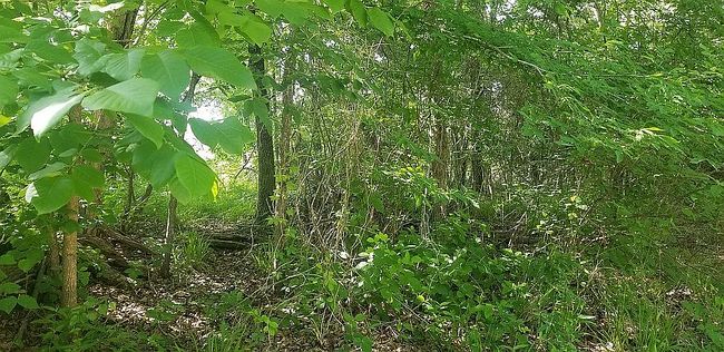Image of 18753 Paradise Ln Lot 65