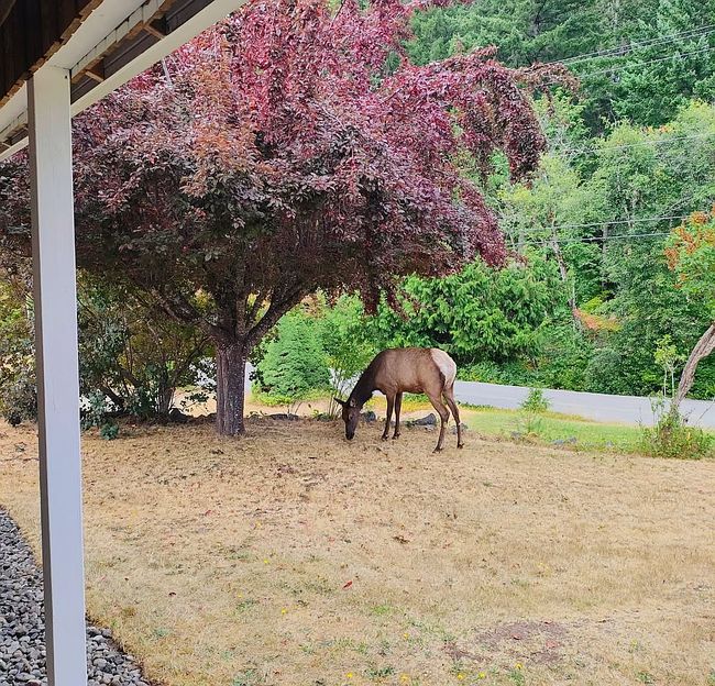 Photo of 0 Francis St, Packwood, WA