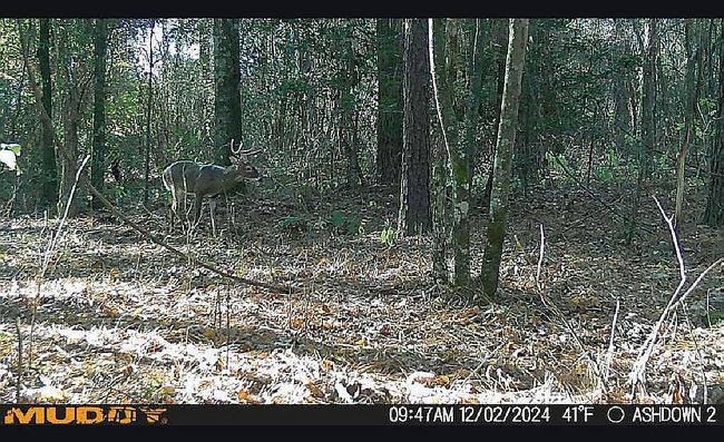 Image of 121 Lr #33