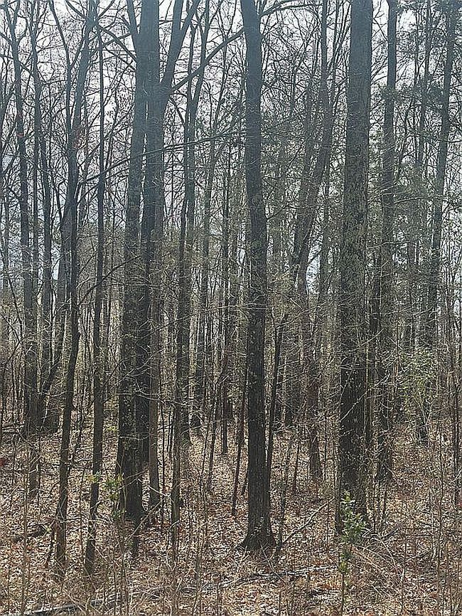 Image of 9024 Pinenoll Ln