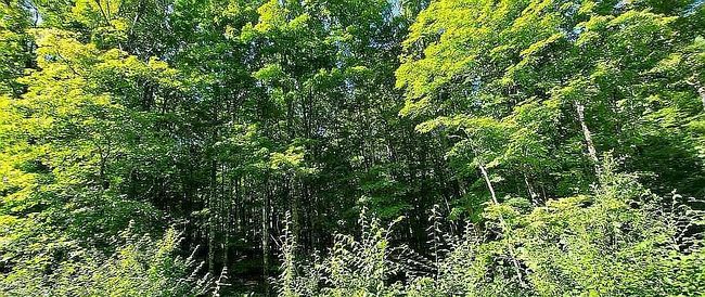 Photo of Smokey Lake Rd Lot 16, Iron River, MI