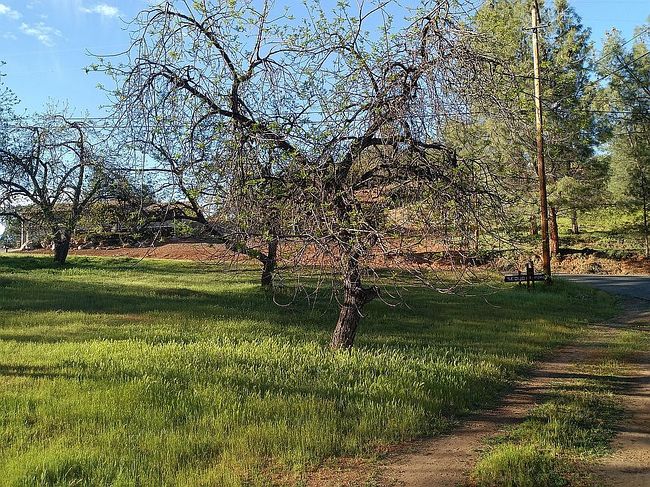 Image of 9815 Sequoia Rd