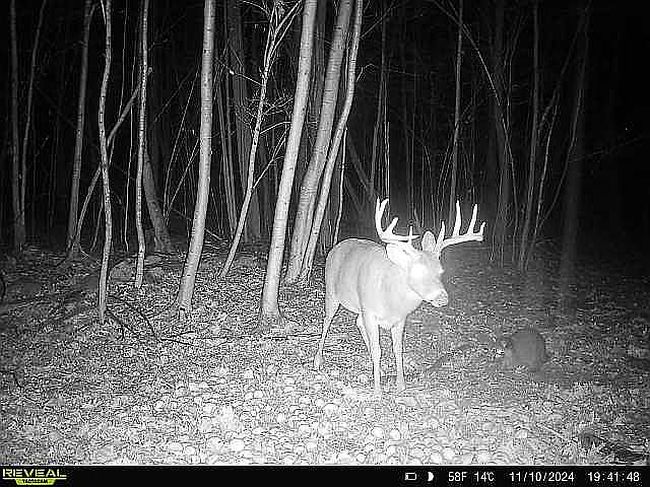 Photo of 542 Bane Cutoff Rd, Elk Garden, WV